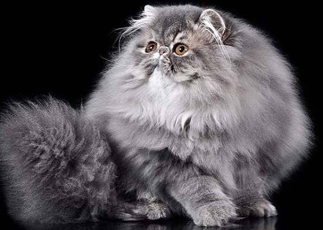 ᐉ длинношерстные кошки - ➡ motildazoo.ru