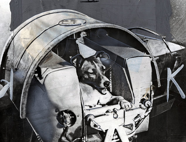 Собака лайка космонавт: первый полет в космос и роль для науки