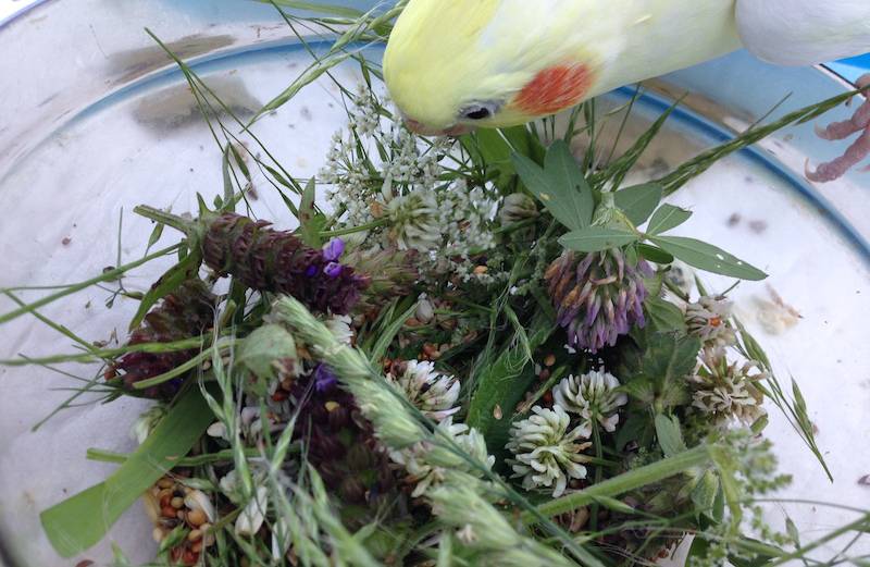Какие фрукты и овощи можно давать волнистым попугаям