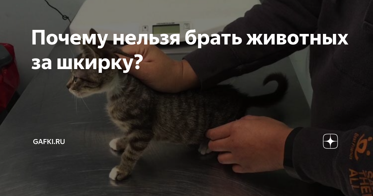 Почему нельзя брать животных за шкирку?