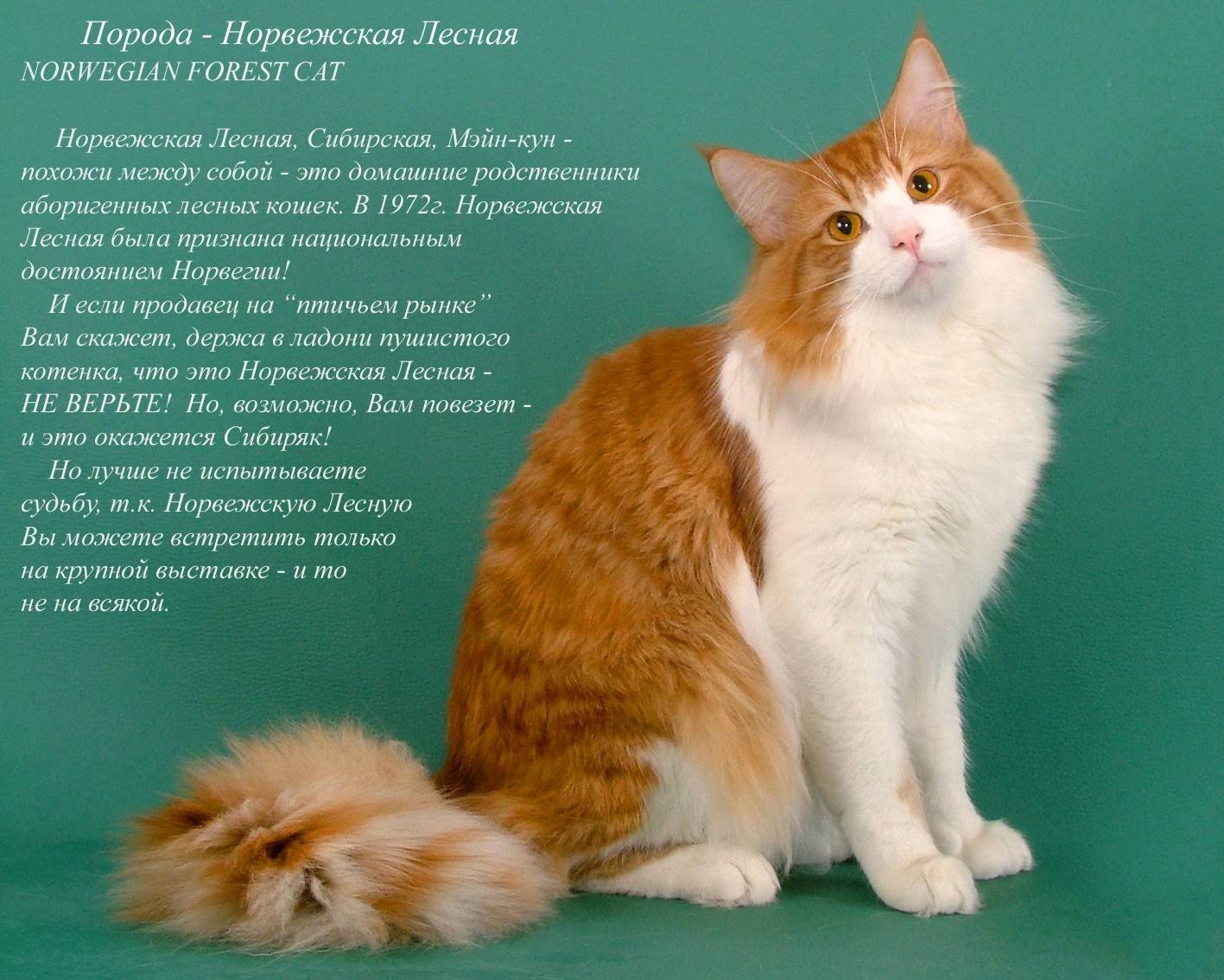 50 короткошерстных пород кошек: 60 фото, названия, описание