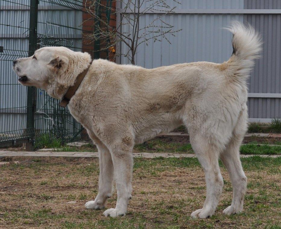 Алабай — описание породы собаки от а до я