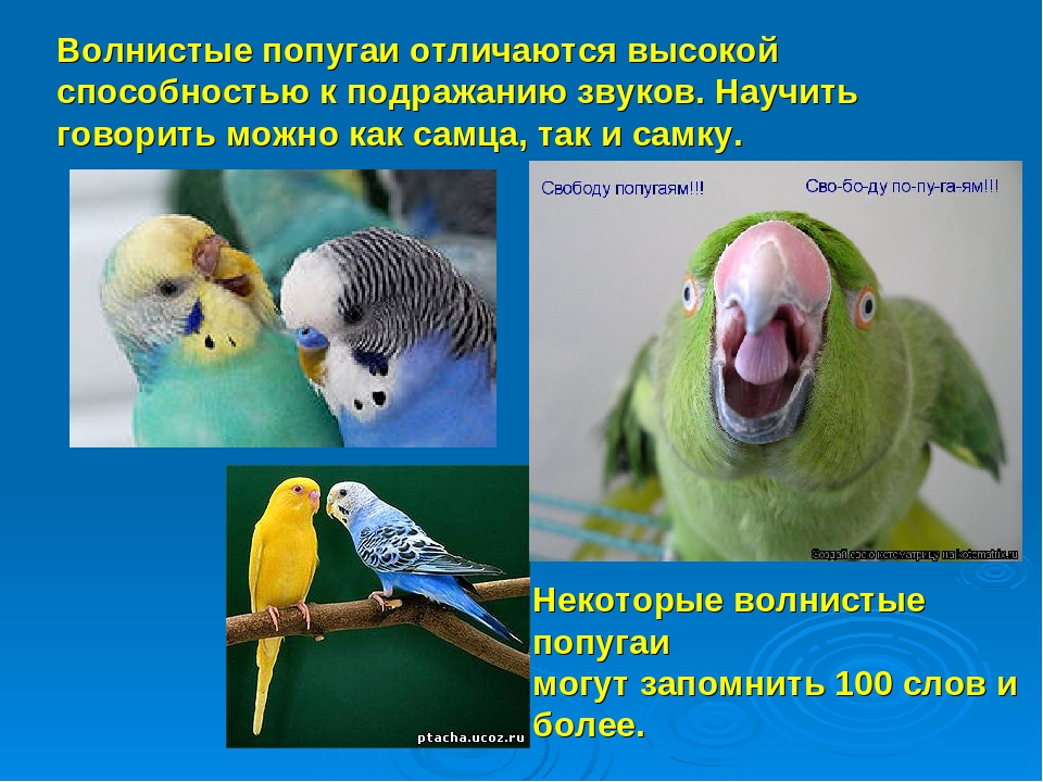 Как научить волнистого попугая разговаривать, когда начинать