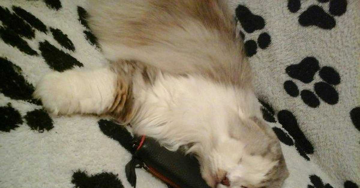 Судороги у кошек: причины, что делать если кот дергается, методы лечения