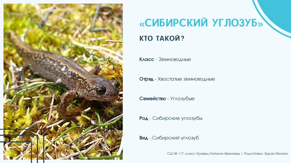 Сибирский углозуб описание. сибирские углозубы – мелкие многочисленные тритоны