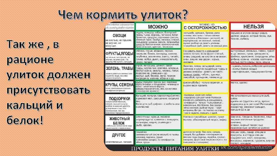 Меню морской свинки: чем и как правильно кормить питомца