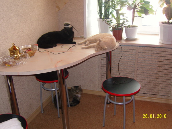 Как отучить кота лазить по столам? проверенные методы