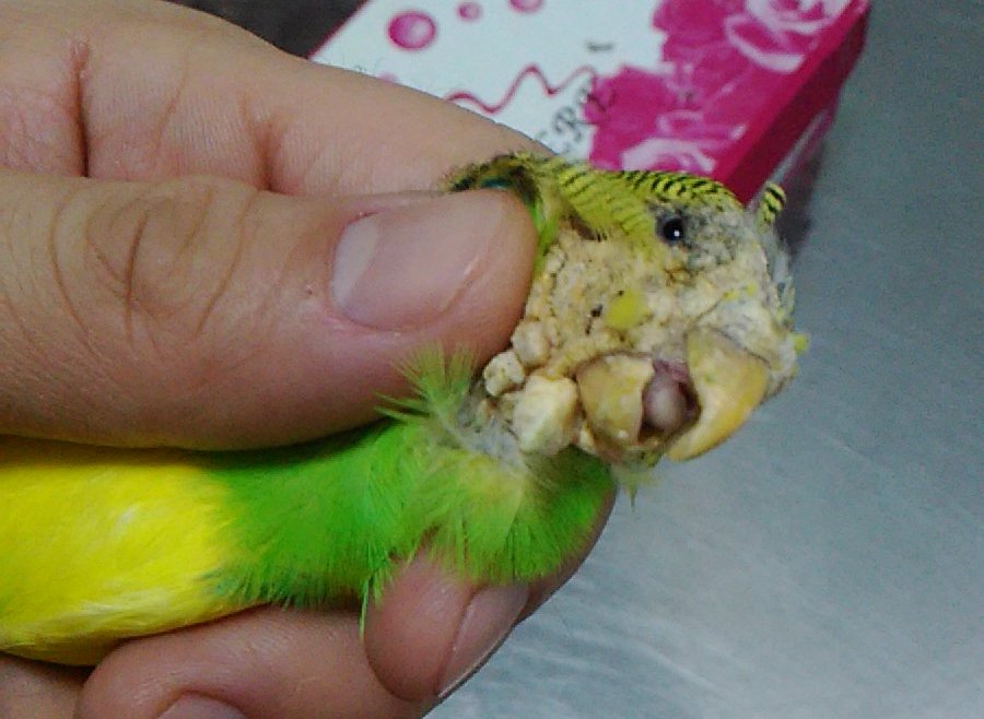 Заболел попугай корелла: что делать? симптомы болезней и лечение