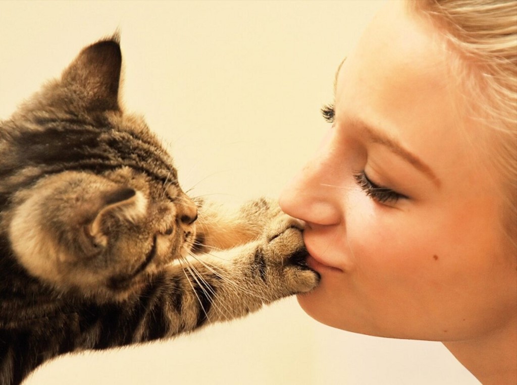 Любят ли кошки своих хозяев? как понять, что кошка тебя любит?