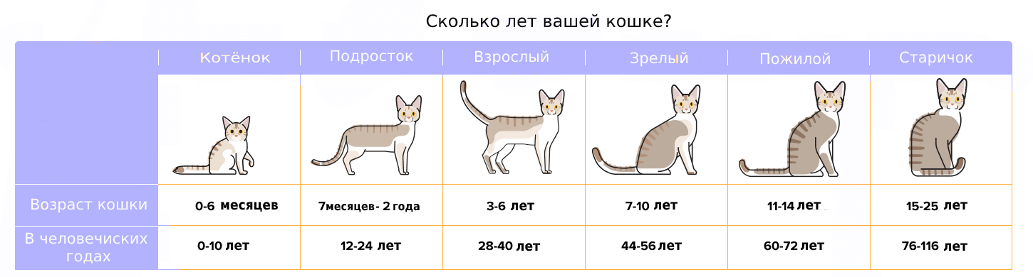 Соотношение возраста кошки и человека — сколько лет кошке по человеческим меркам