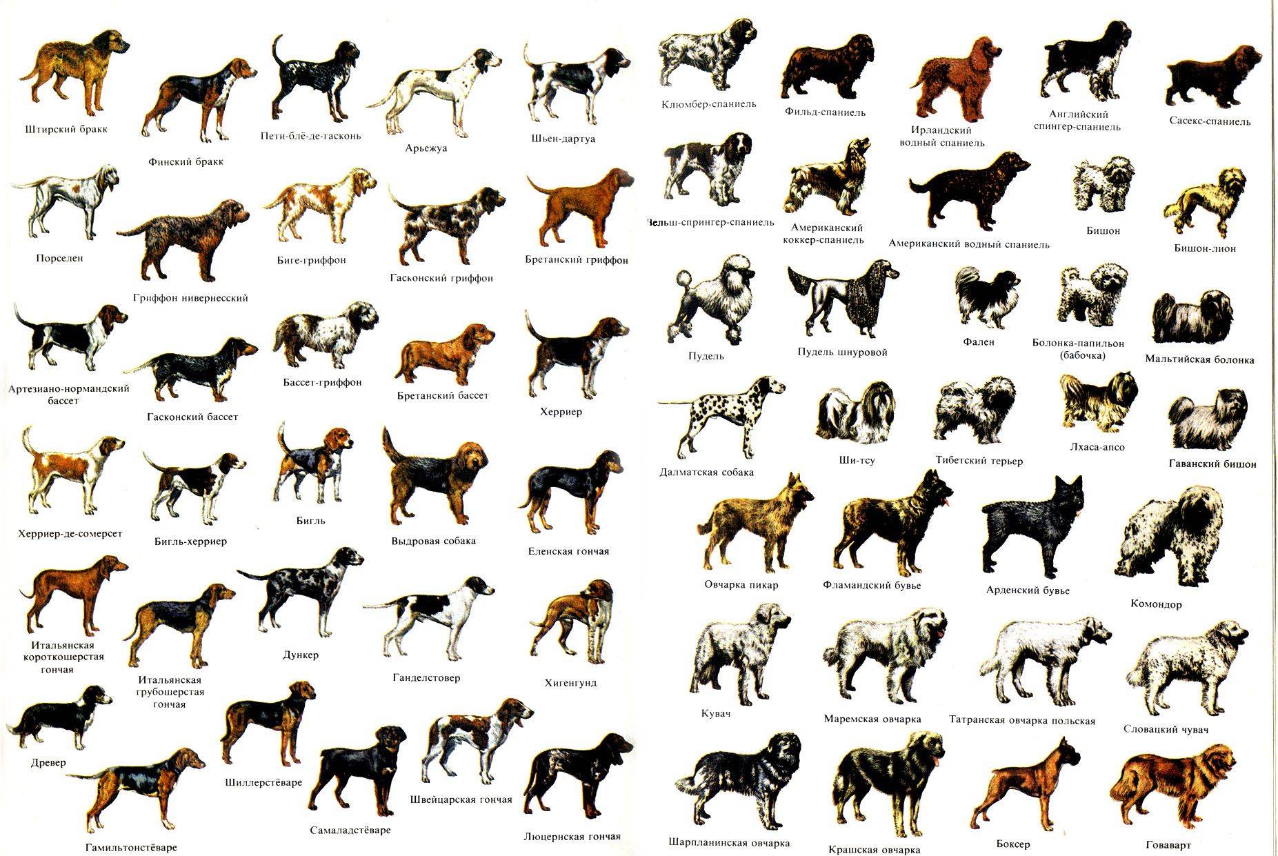 Маленькие породы собак: топ-20 популярных домашних питомцев, плюсы и минусы