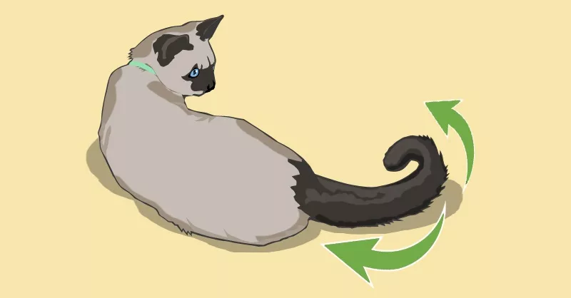 Почему кошки виляют хвостом