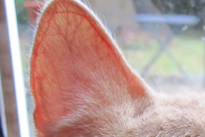 Заболевания ушей у кошек
