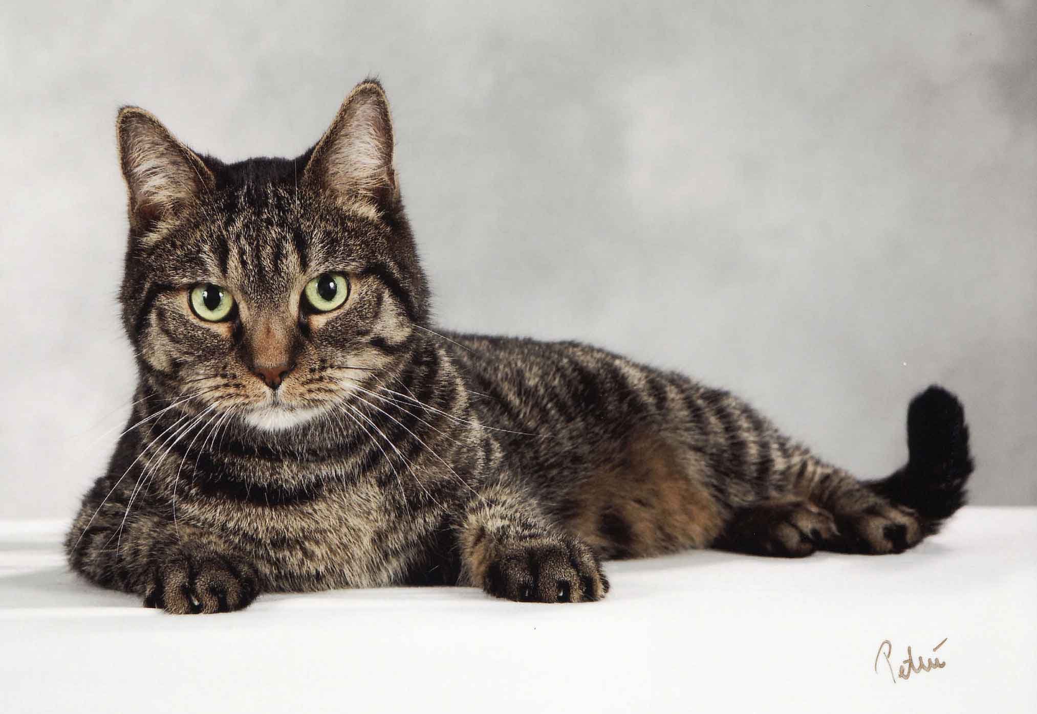 Окрас табби: виды, стандарты и особенности, породы кошек с описанием, фото