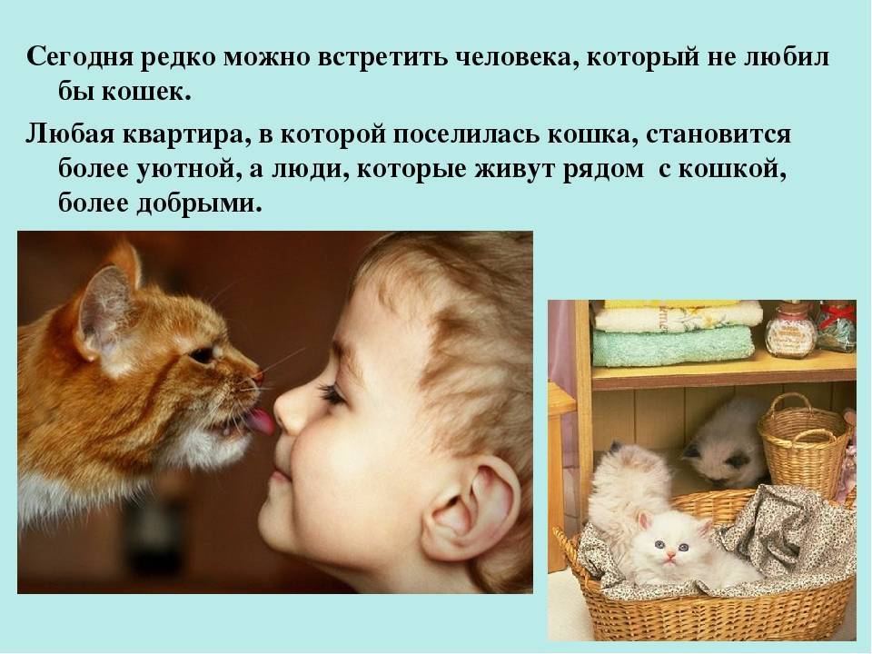 Если кошки чувствуют человека, значит, любят – мистика ли это; как кошки и коты проявляют свою любовь к хозяину: признаки любви кошки к человеку; каких людей кот любит больше