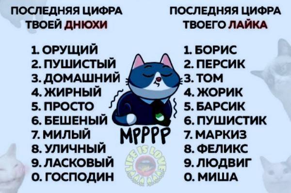 Милые имена для котят из аниме