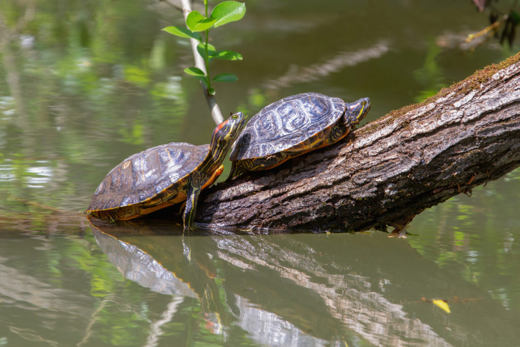 Где живут черепахи: среда обитания морских и сухопутных черепах в дикой природе