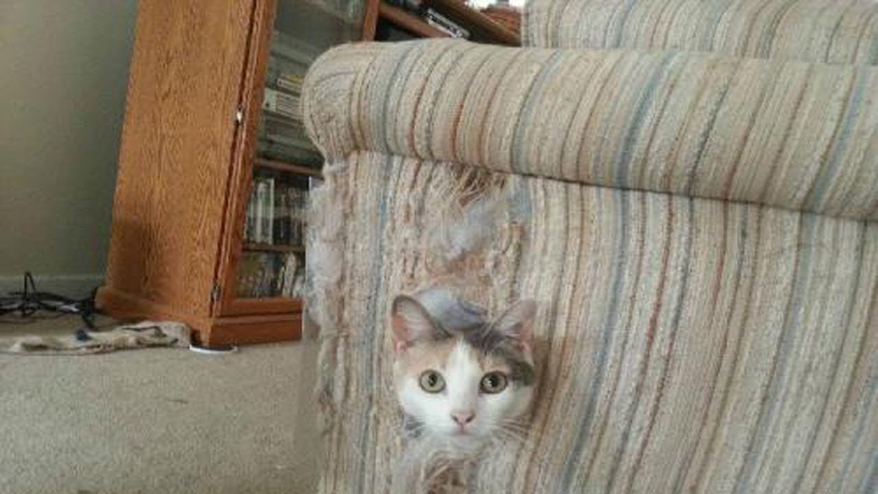 Обои, которые не дерут кошки
