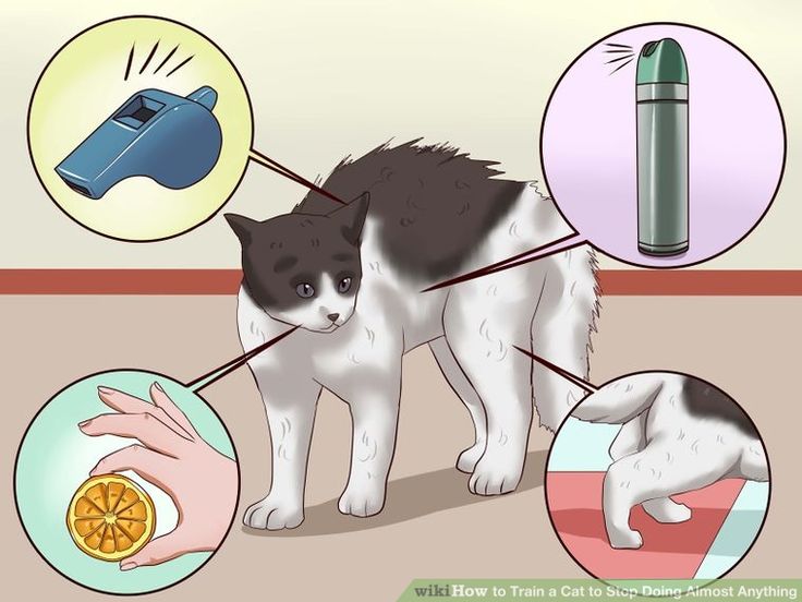 Кот метит в доме: что делать, как отучить помечать территорию в квартире, в том числе кастрированное животное