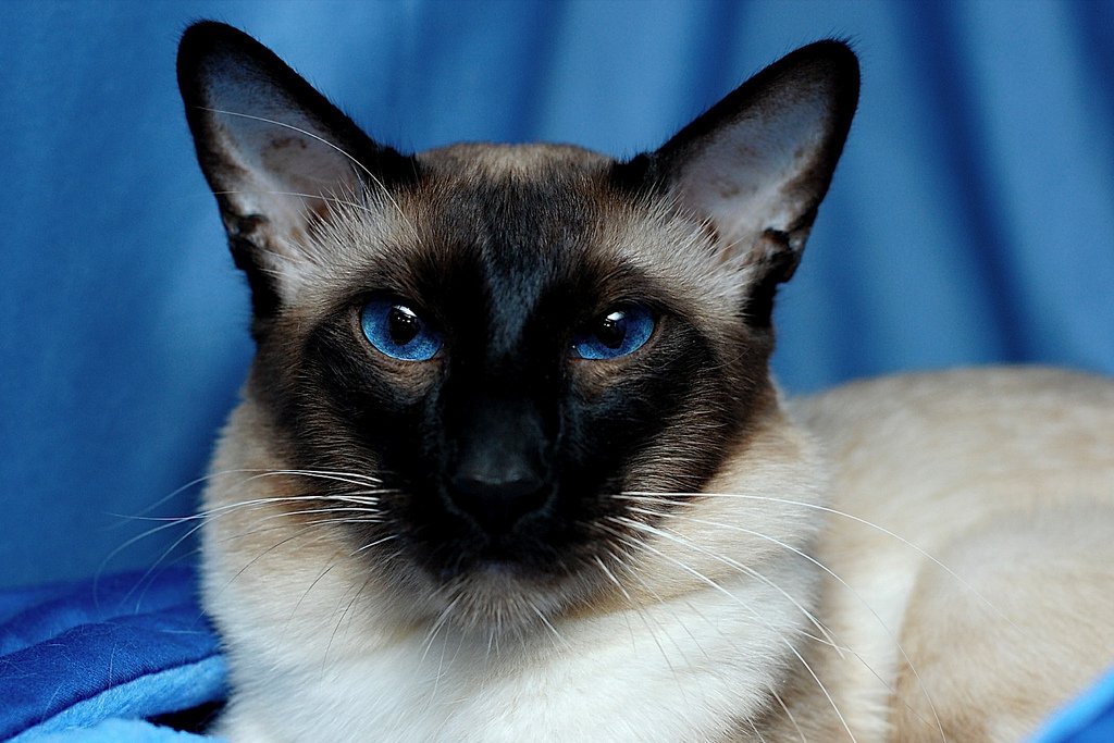 Балинезийская кошка