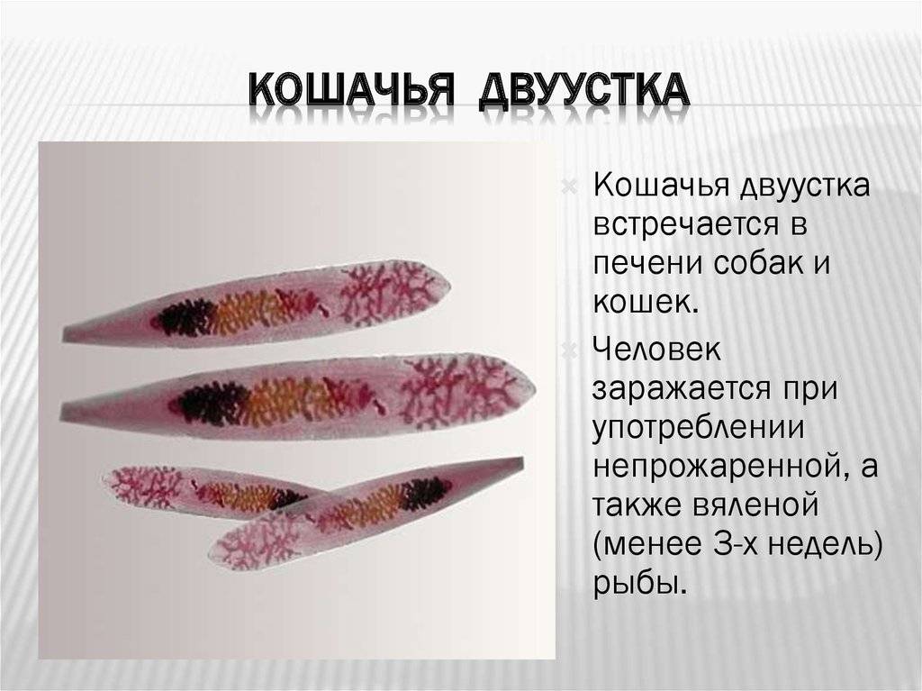 Кошачья двуустка - фото, симптомы заражения и лечение