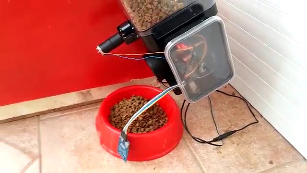 Автоматическая кормушка для кошек своими руками: как сделать автокормушку для кота самому?