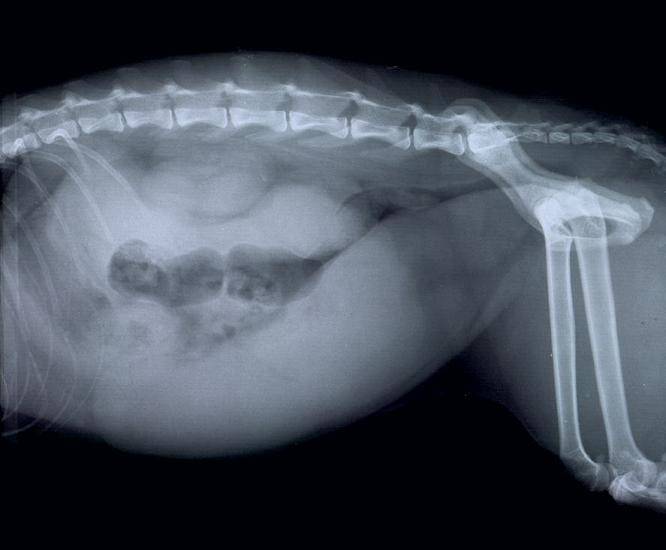 Пиометра у кошек симптомы и лечение - признаки пиометры у кошки операция в клинике зоостатус