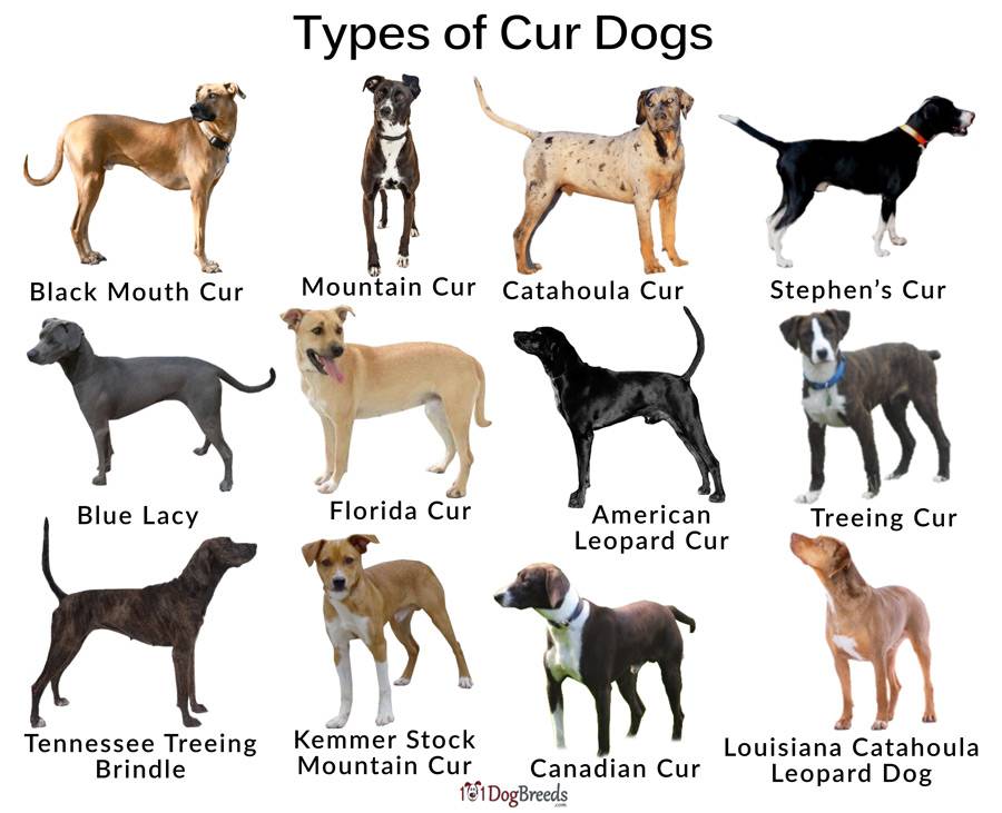 Немецкие породы собак — список с фотографиями и названиями