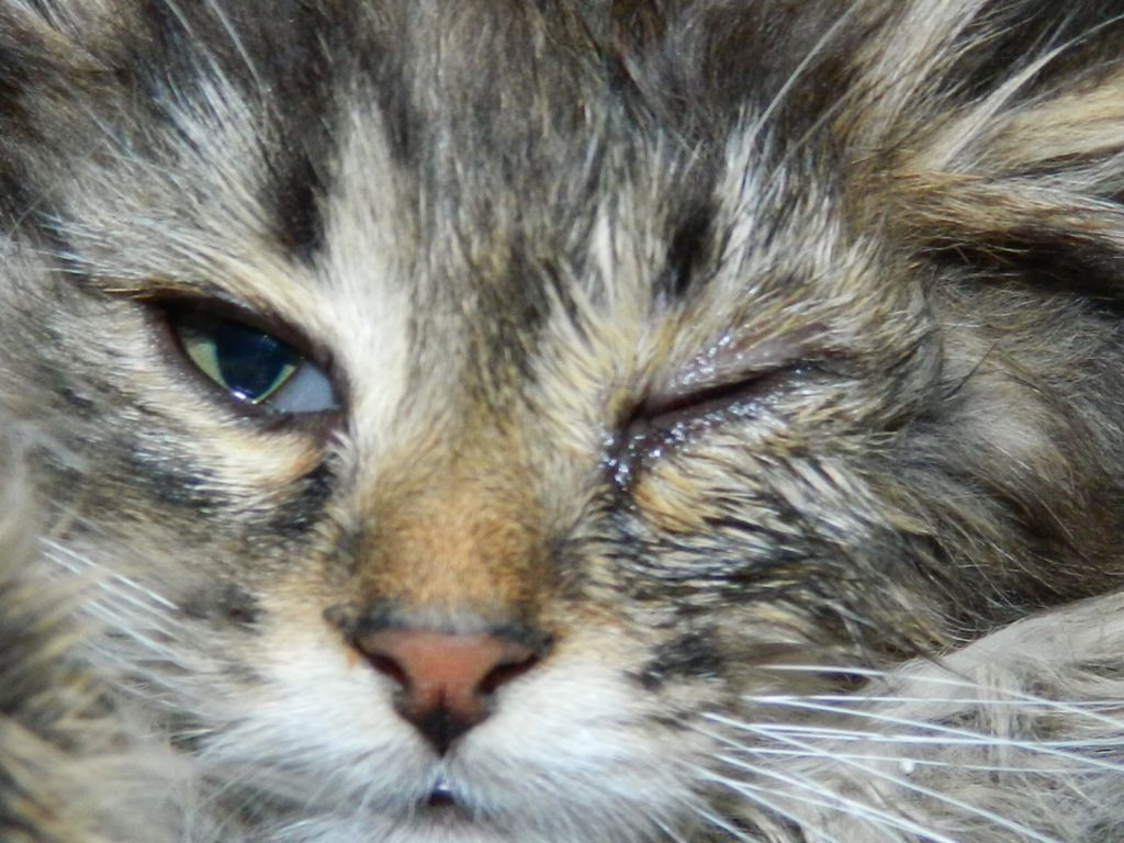 Конъюнктивит у кошки: причины, симптомы, диагностика, лечение, осложнение, меры профилактики | блог ветклиники "беланта"