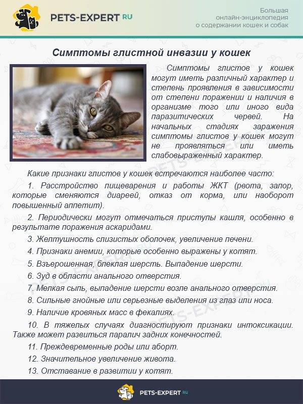 Симптомы и чем помочь коту при отравлении самостоятельно дома без ветеринара