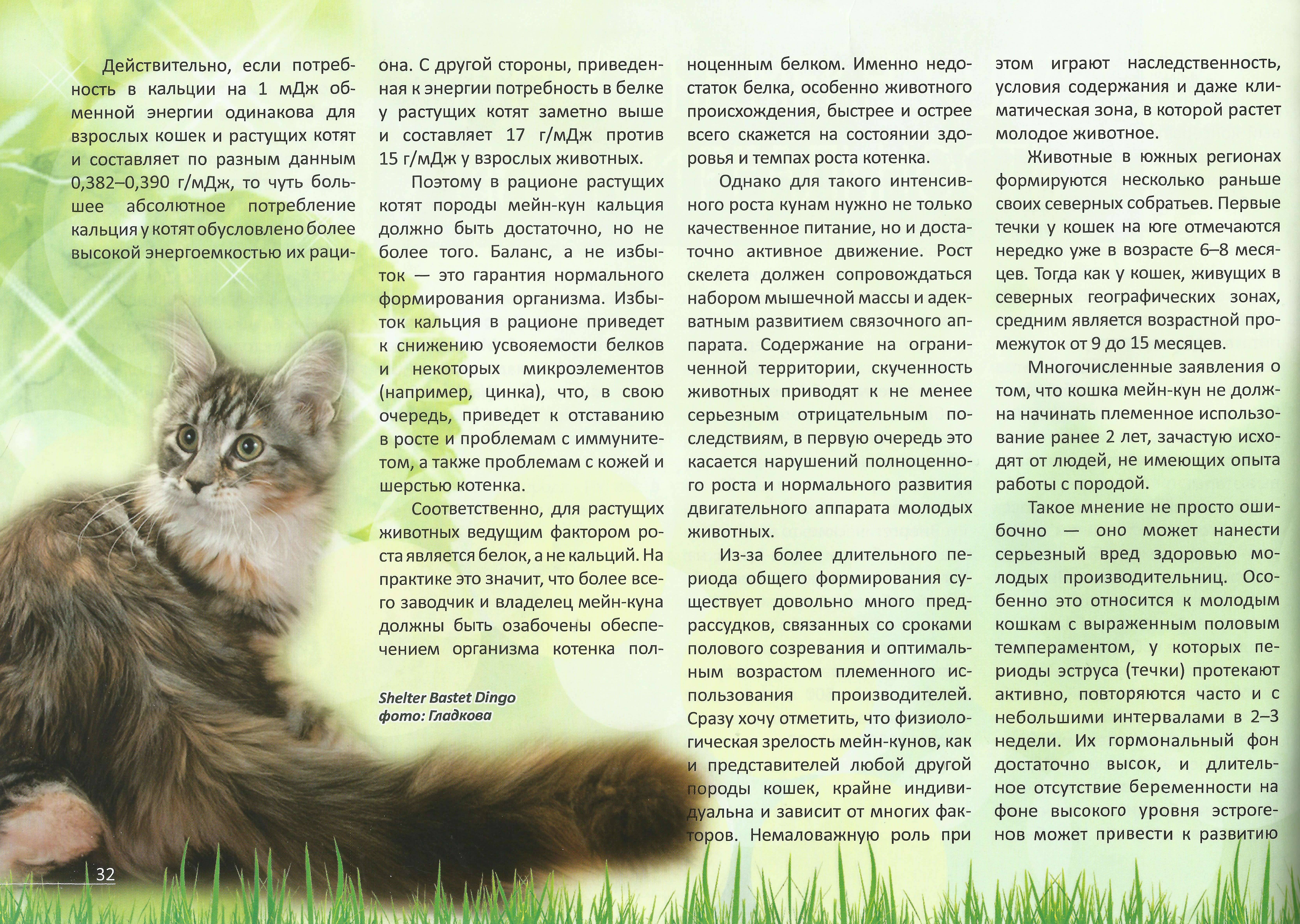 Мейн-кун: описание породы, характер кошек и котов, советы по содержанию и уходу, фото мэйкуна