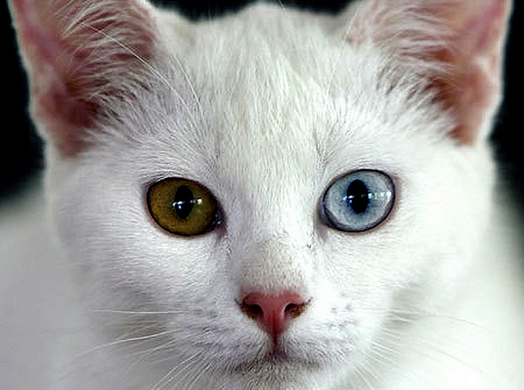Кошка као-мани, фото животного и описание породы: как выглядит питомец, сколько стоит котенок?