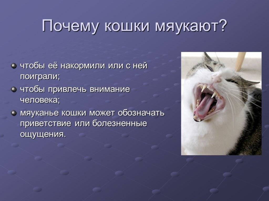 Почему кошка плачет: причины, лечение