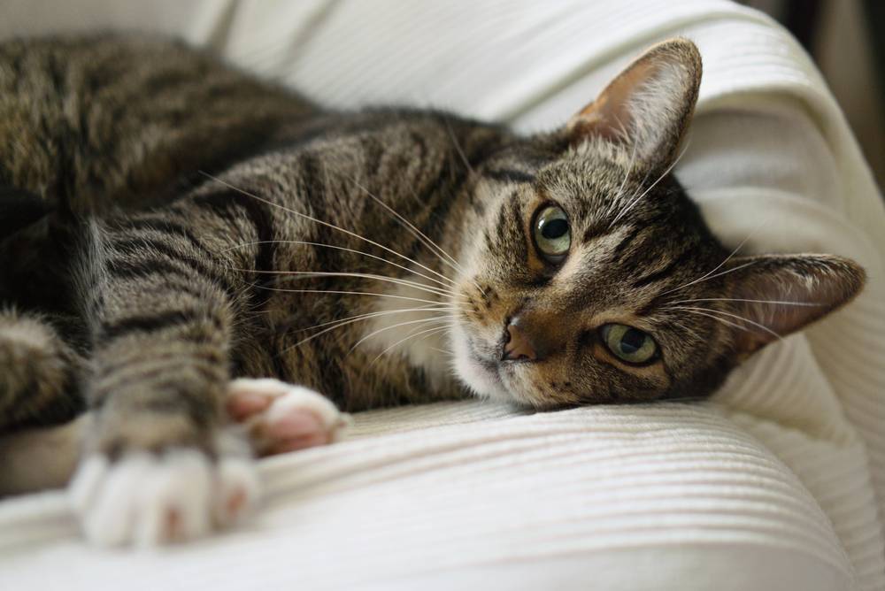 Гиперпаратиреоз у кошек - причины, симптомы, последствия