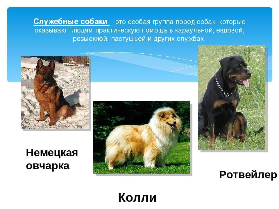 Крупные породы собак. описания, названия и фото собак крупных пород