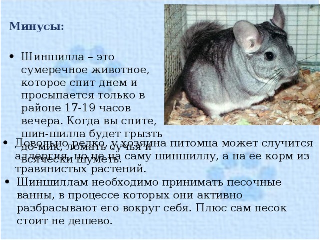Шиншилла - подробное описание животного, где обитает, чем питается