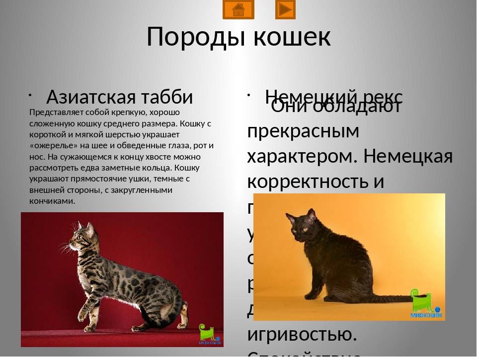 Азиатская табби: описание породы, фото, характер