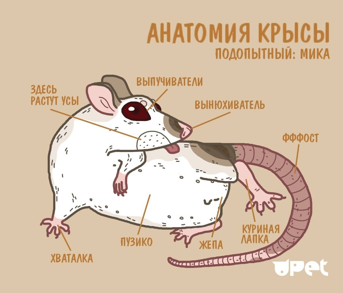 Как выглядит обычная крыса