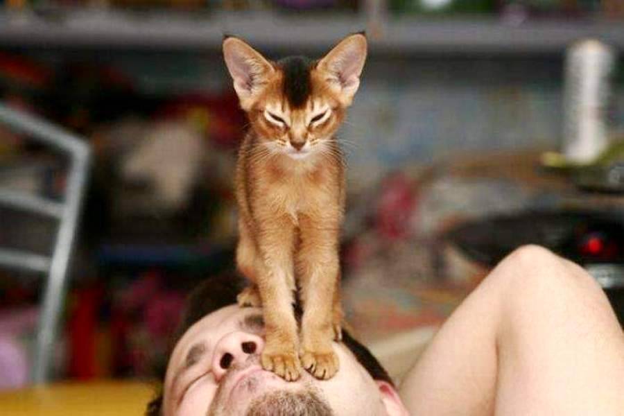 Зачем кошки мнут лапами человека, будто делают массаж, что это значит?