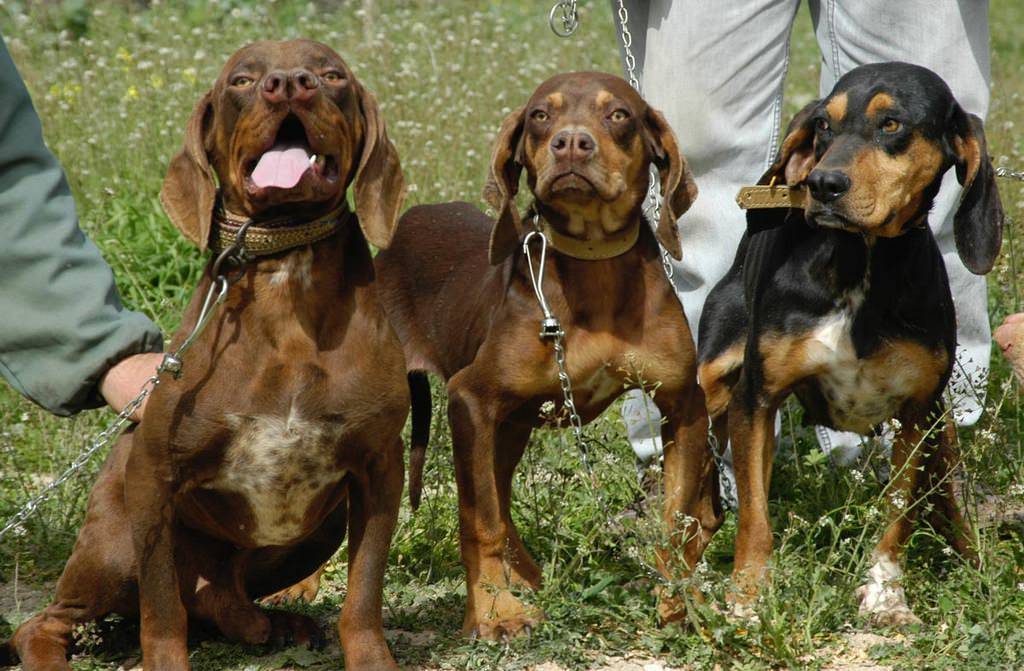 Каталбурун порода собаки. описание, особенности, виды, характер и фото каталбуруна