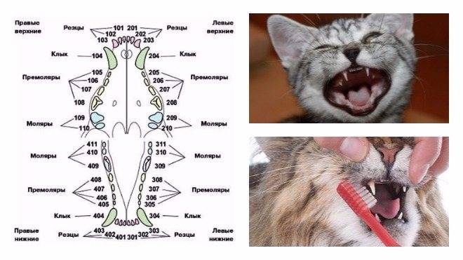 Когда у котят меняются зубы на постоянные