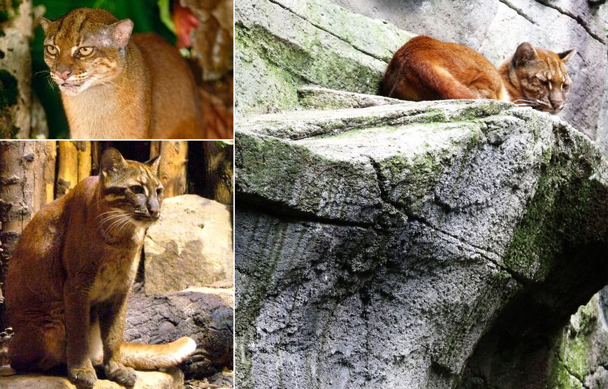 Калимантанская кошка: описание характера и внешности, образ жизни и размножение
