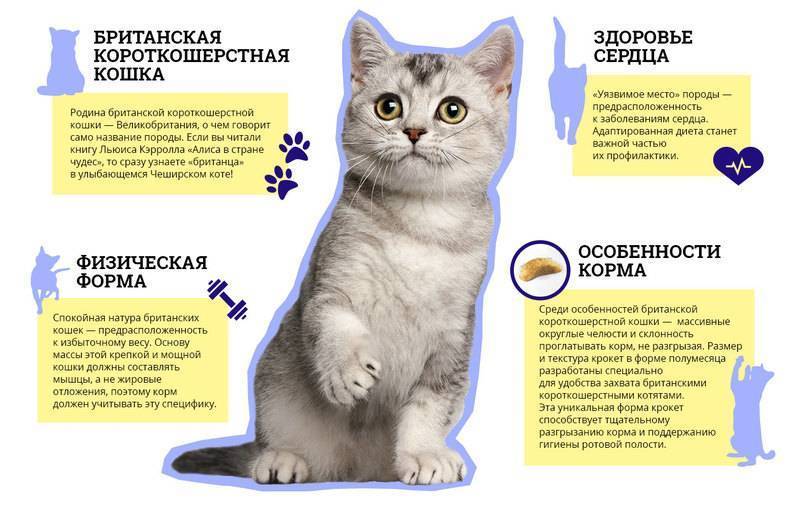 Британская длинношерстная кошка: описание породы с фото — pet-mir.ru