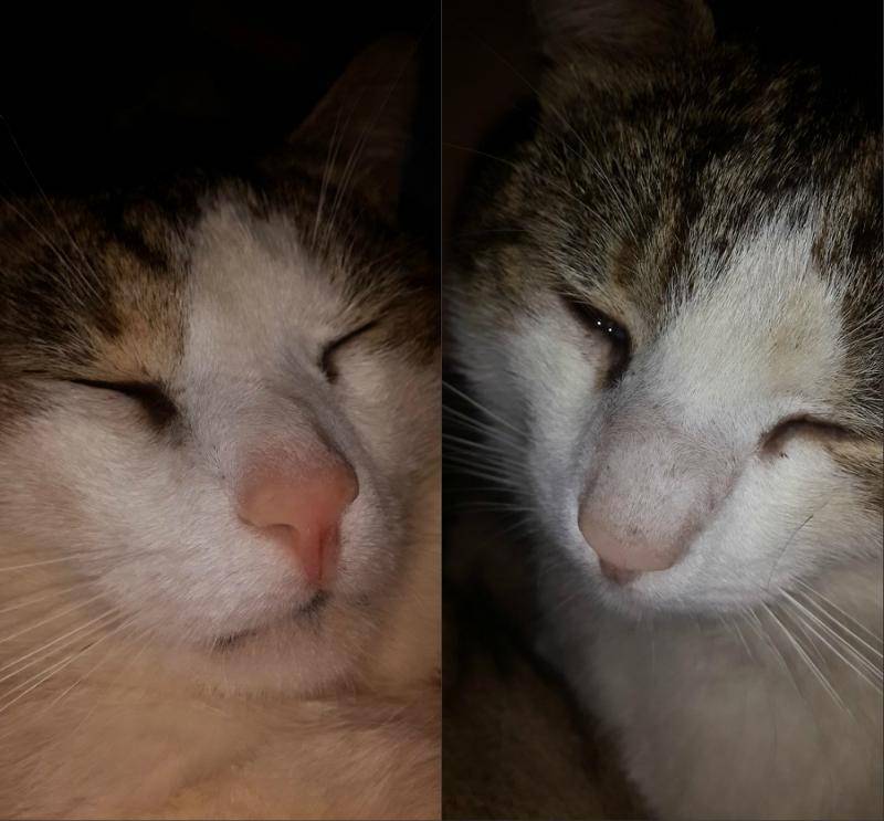 У кота холодный нос: причины и нужно ли беспокоиться