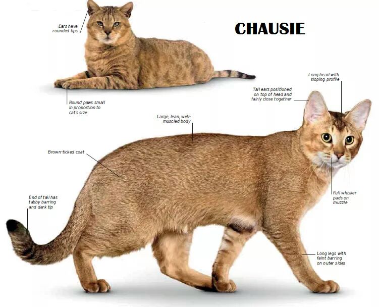 Самые большие домашние кошки: фотографии с названиями 10 наиболее крупных пород в мире
