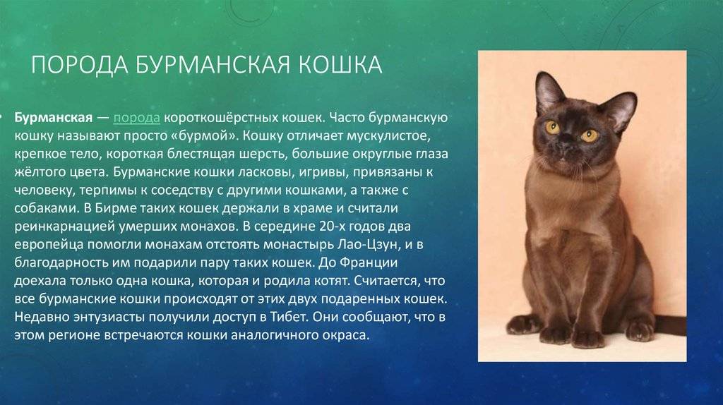 Европейская короткошерстная кошка: описание породы