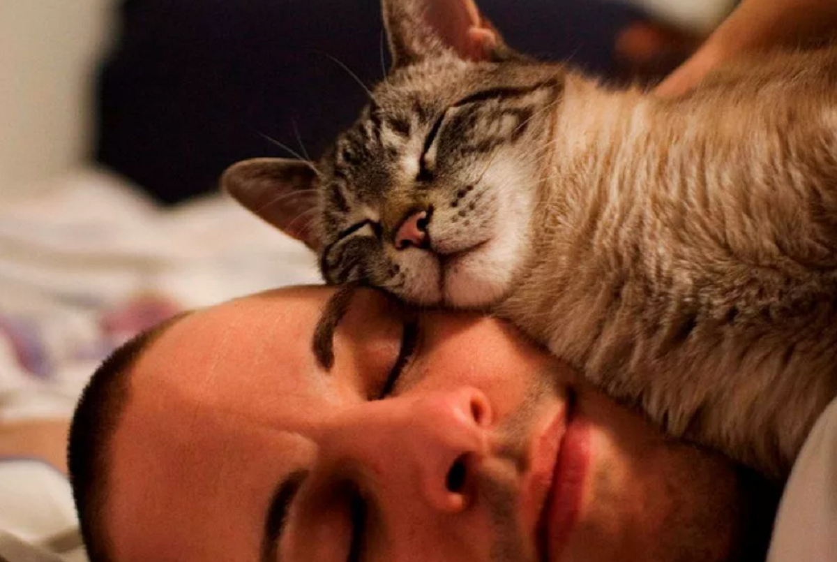 Почему кошки любят спать на людях: все объяснения от логических до суеверных | ваши питомцы
