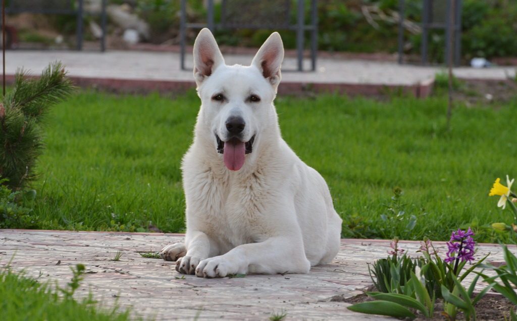 Белая швейцарская овчарка фото щенки