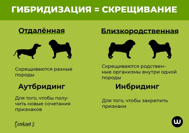 Методы разведения собак. племенное разведение собак