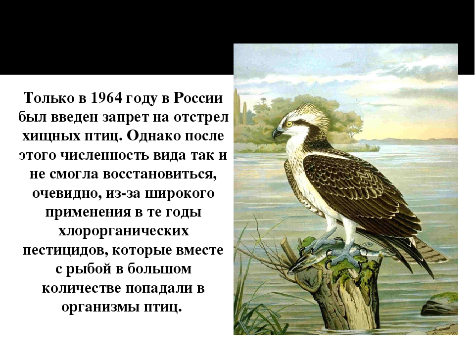 Скопа — всем известный рыболов. скопа – пернатый хищник, занесенный в красную книгу птенец скопы